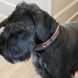 Giant Schnauzers from LaRoc Onyx Riesinbach Kennels