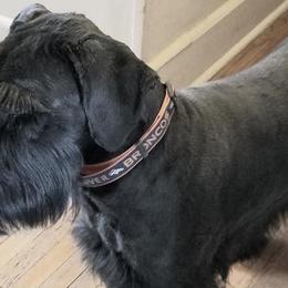 Giant Schnauzers from LaRoc Onyx Riesinbach Kennels