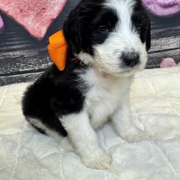 Boy 2 - male Sheepadoodle puppy in Mc Henry, Maryland from TLC by the Lake Standard Poodle and Doodles