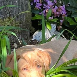 Dachshund and Labrador Retriever Puppies from Honeydew Ranch