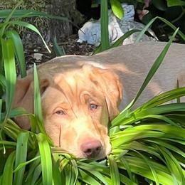 Dachshund and Labrador Retriever Puppies from Honeydew Ranch