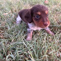 Pumpkin - Piebald female Dachshund puppy in Hawley, Texas from Little e Dachshunds
