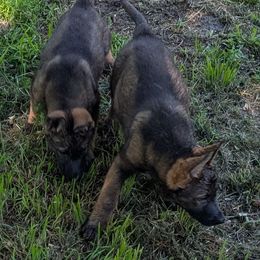 Easter - Sable female German Shepherd puppy in Springtown, Texas from Odom's German Shepherds