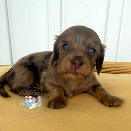 Salem - Dapple male Dachshund puppy in Cave City, Kentucky from Mammoth Cave Dachshunds