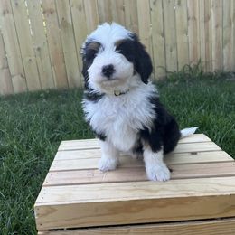 Oreo (Gold) - Black and white male Bernedoodle puppy in Casper, Wyoming from 307 Doodles