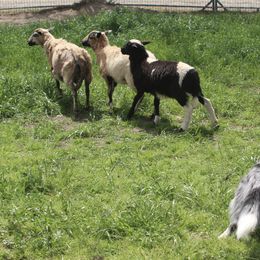 Border Collies from Maple Border Collies