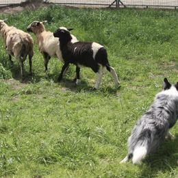 Border Collies from Maple Border Collies