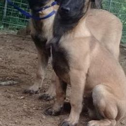 Belgian Malinois from K9 Opportunities Unlimited