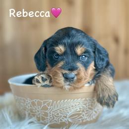 Rebecca - Black phantom female Aussiedoodle puppy in Lancaster, Minnesota from Finney Ranch