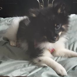 Pomeranians from Grimm Pomeranian