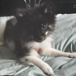 Pomeranians from Grimm Pomeranian