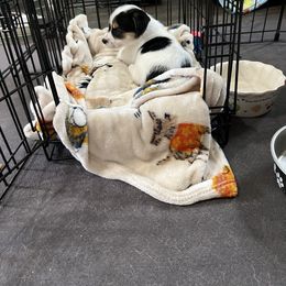 Russell Terrier Puppies from Norvell Kennels