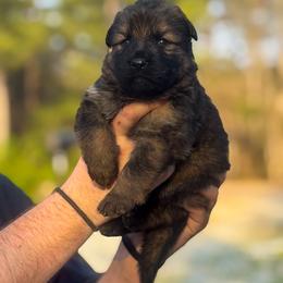 Male 2 - Sable male German Shepherd puppy in Pickens, South Carolina from Von Maqqedah Haus German Shepherds