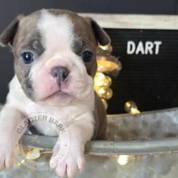 Dart - Blue male Boston Terrier puppy in Columbia Falls, Montana from Glacier Bark Boston Terriers