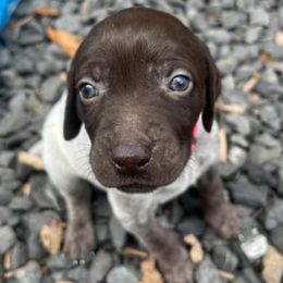 German Shorthaired Pointers from Hunsberger German Shorthaired Pointers