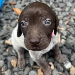 German Shorthaired Pointers from Hunsberger German Shorthaired Pointers
