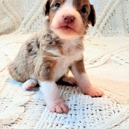 Girl 2 - female Miniature Australian Shepherd puppy in Moscow, Idaho from Panhandle Australian Shepherds