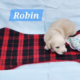 Robin - Cream male Dachshund puppy in Bedias, Texas from Faith & Grace Doxies