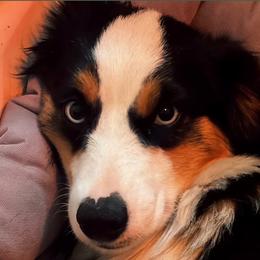 Valkyrie - Toy Australian Shepherd
