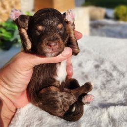 Alejandro - Tri-color male Bernedoodle puppy in Dothan, Alabama from Farquharson's Poodles&Doodles