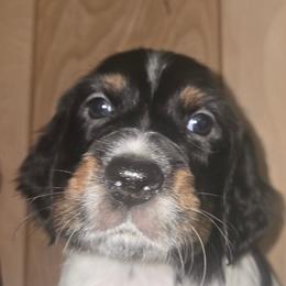 Stella - Blue belton and tan (tri-color) female English Setter puppy in Morrice, Michigan from Wild Bird Setters
