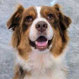 JASMINE - Australian Shepherd