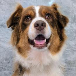 JASMINE - Australian Shepherd