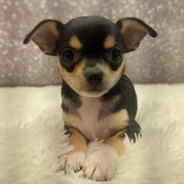 London - Black and tan male Chihuahua puppy in Topeka, Kansas from Barbie's Baby Chihuahuas
