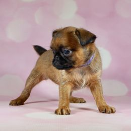 Purple Collar Girl - Smooth Coat - Red female Brussels Griffon puppy in Naples, Florida from Cougartown Kennel