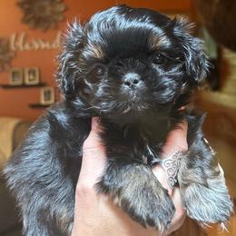 Chocolate Chip - Black and tan male Shih Tzu puppy in Nekoosa, Wisconsin from Brox Acres House of Fur LLC