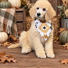 Elvis Presley - Cream male Poodle puppy in Lookout, California from Rossiter Poodles