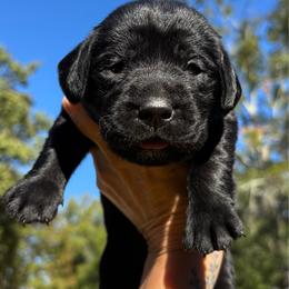 Sweet Potato - Black female Labrador Retriever puppy in Taylors, South Carolina from Spring Water Labs of the Carolinas