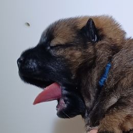 Yogi Blue Collar - Red male Eurasier puppy in Lakewood, Ohio from Exquisite Eurasier