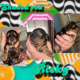 Ricky - Red male Dachshund puppy in Brazil, Indiana from King Duke Dachshunds