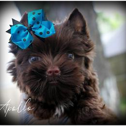 Yorkshire Terrier puppies from Danielle's Yorkie Babies