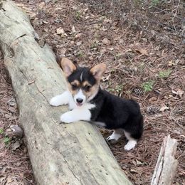 Pembroke Welsh Corgi Puppies from Rollnoaks & Cottontail AKC Pembroke Welsh Corgis