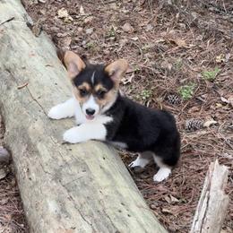 Pembroke Welsh Corgi Puppies from Rollnoaks & Cottontail AKC Pembroke Welsh Corgis
