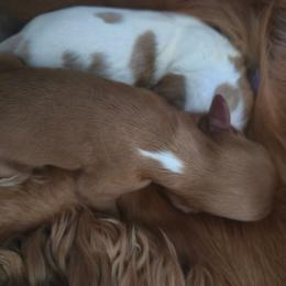 Ruby Girl - Ruby female Cavalier King Charles Spaniel puppy in Edgewood, New Mexico from Cedar Mountain Hounds