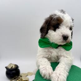 Green male - Merle male Bernedoodle puppy in Camden, North Carolina from Luv My Doodle