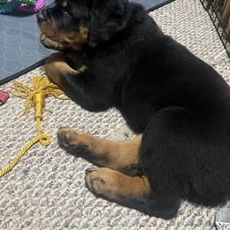 Rottweiler Puppies from CG Rottweilers
