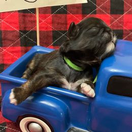 Christian-Green - Red male Shih Tzu puppy in Clarksburg, West Virginia from Pilgrim Shih tzu