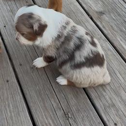 Miniature Australian Shepherd Puppies from Mid-Plains Mini Aussies