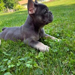 Sapphire - Tricolors female French Bulldog puppy in Cleveland, Ohio from Ohio’s Finest Frenchies