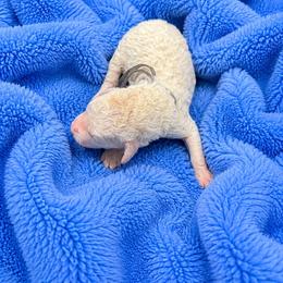 Anna - White female Poodle puppy in Washington, Pennsylvania from Patriotic Poodles