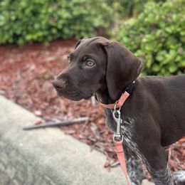 English Setter and German Shorthaired Pointer Puppies from CMC Farms