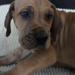 Stout - Fawn male Great Dane puppy in Albany, Oregon from Red Cloud Australian Shepherds and DeGray Great Danes & Bulldogs