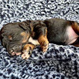 Goldendoodle and Poodle Puppies from SnickerDoodlePups