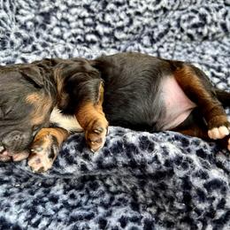 Goldendoodle and Poodle Puppies from SnickerDoodlePups