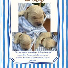 Toby- tan - Apricot male Goldendoodle puppy in Carlton, Minnesota from Lakeside Doodles MN