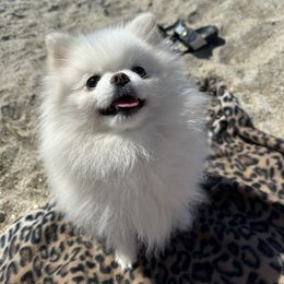 Prescott - Pomeranian